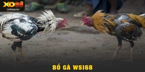 Bồ Gà WS168 Tại XO88: Lựa Chọn Lý Tưởng Cho Dân Đam Mê