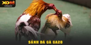 Khám Phá Sảnh Đá Gà GA28 Kịch Tính Từng Giây Tại XO88