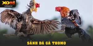 Khám Phá Sảnh Đá Gà Thomo Tại XO88 Cực Uy Tín, Hấp Dẫn