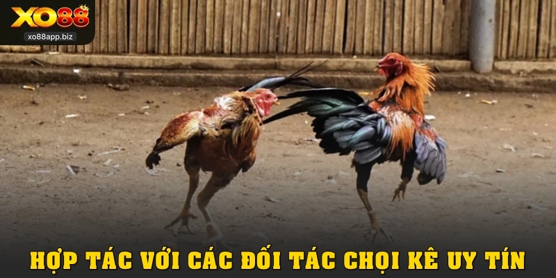 Hợp tác với các đối tác chọi kê uy tín