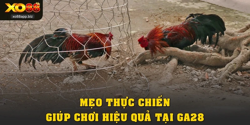 Mẹo thực chiến giúp chơi hiệu quả tại GA28