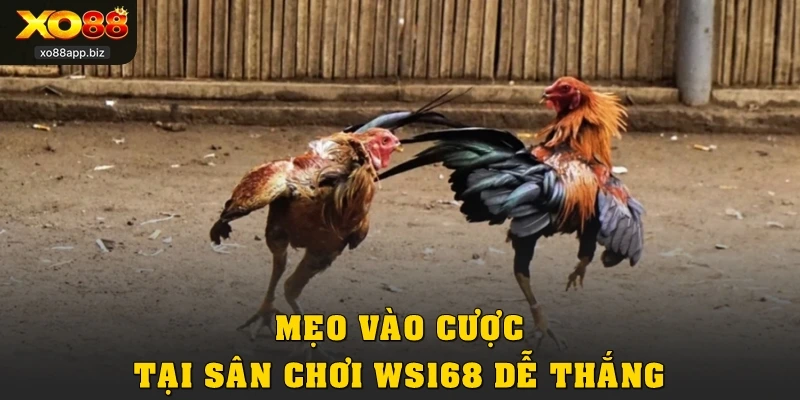 Mẹo vào cược tại sân chơi WS168 dễ thắng