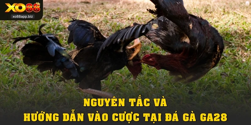 Nguyên tắc và hướng dẫn vào cược tại đá gà GA28