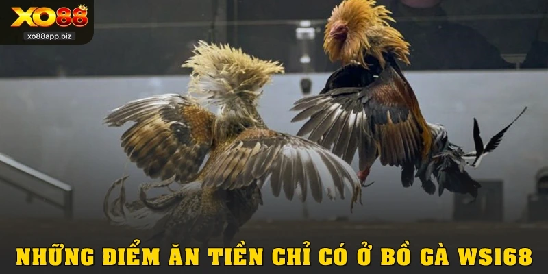 Những điểm ăn tiền chỉ có ở bồ gà WS168