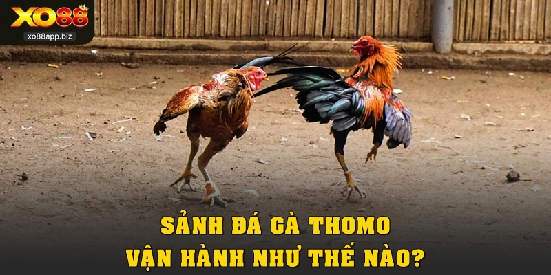 Sảnh đá gà Thomo vận hành như thế nào?