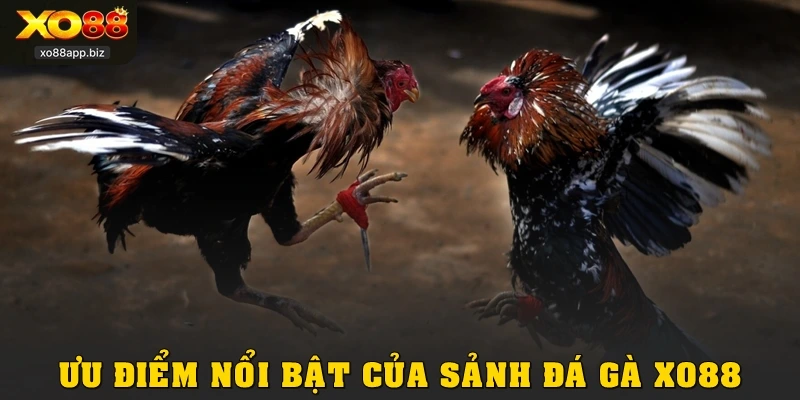 Ưu điểm nổi bật của sảnh đá gà XO88
